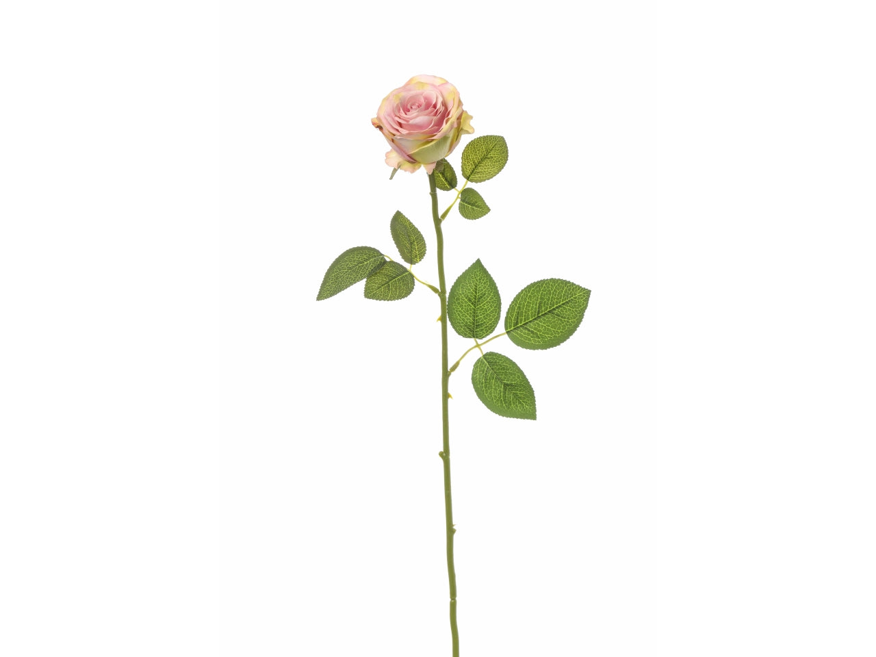 Rosa bea 68cm rosa chiaro