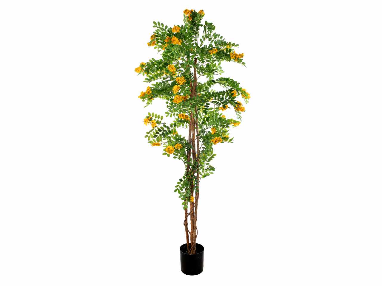 Pianta acacia 200cm a26055