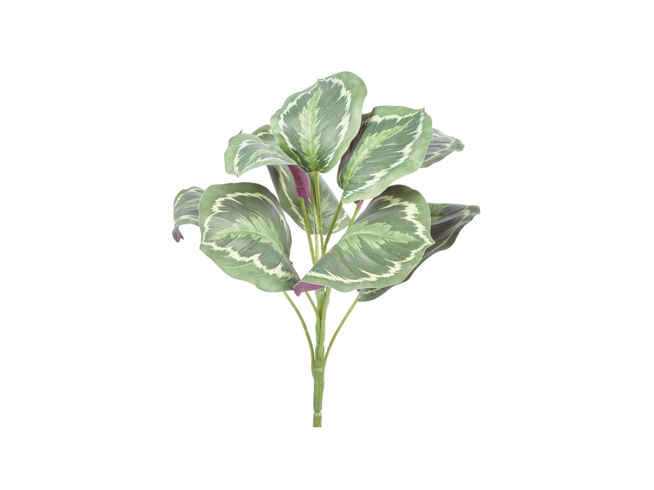 Ciuffo calathea rosea x 9 misura 30cm