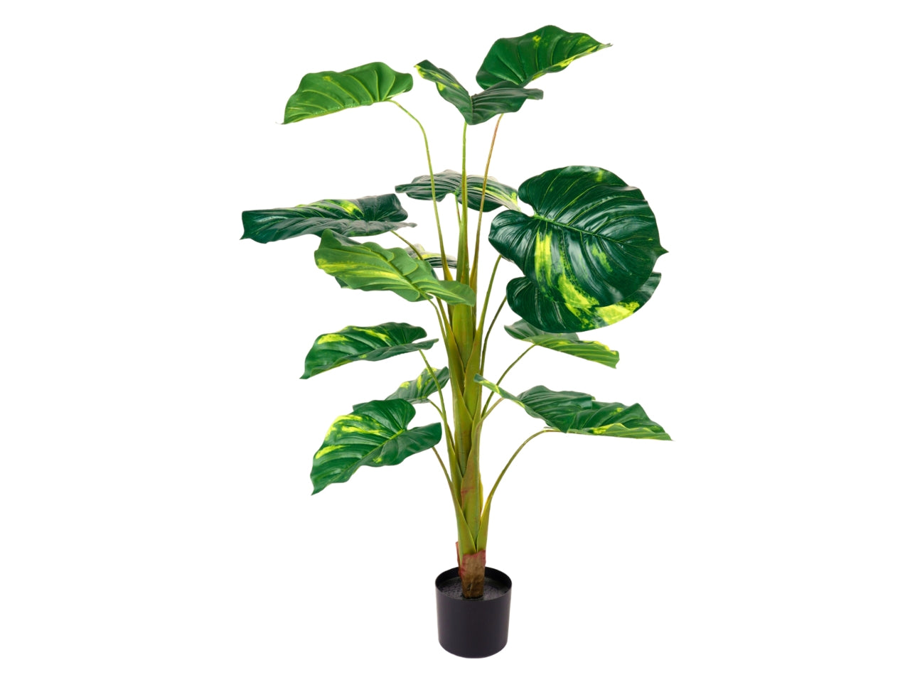 Pianta di pothos misura 125cm
