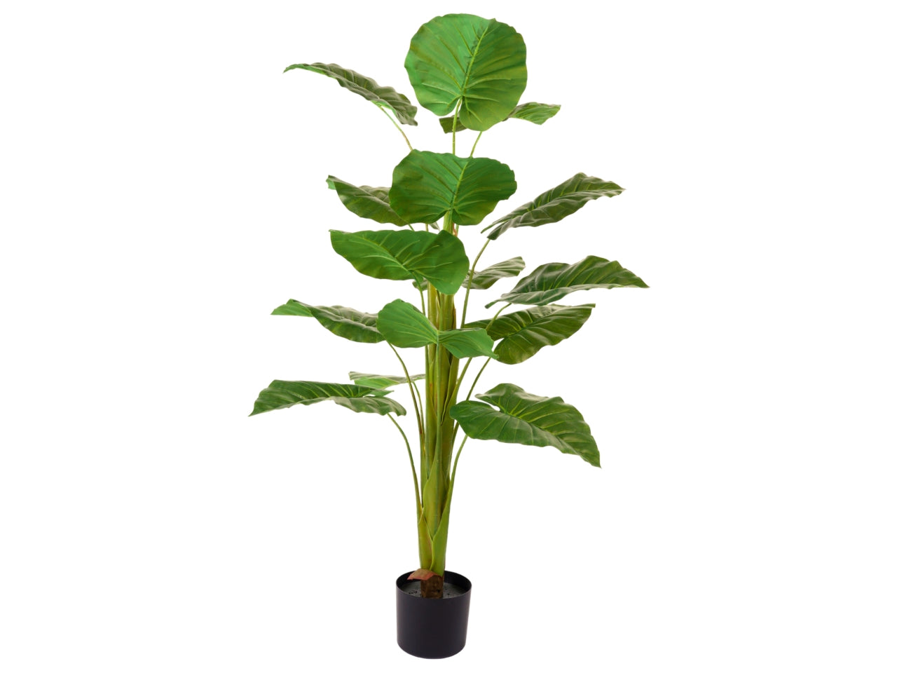 Pianta di alocasia misura 125cm