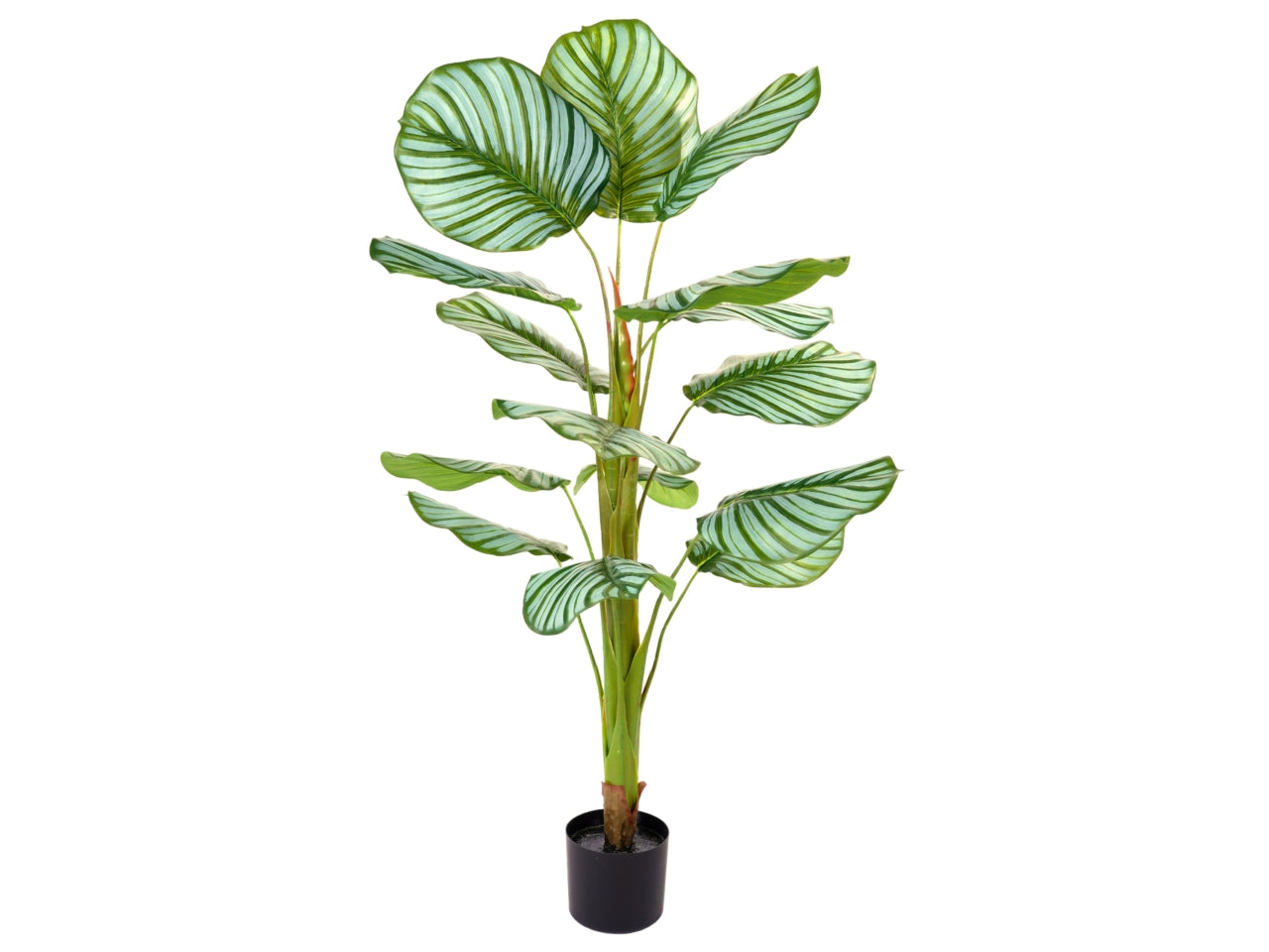 Pianta di orbifolia misura 125cm
