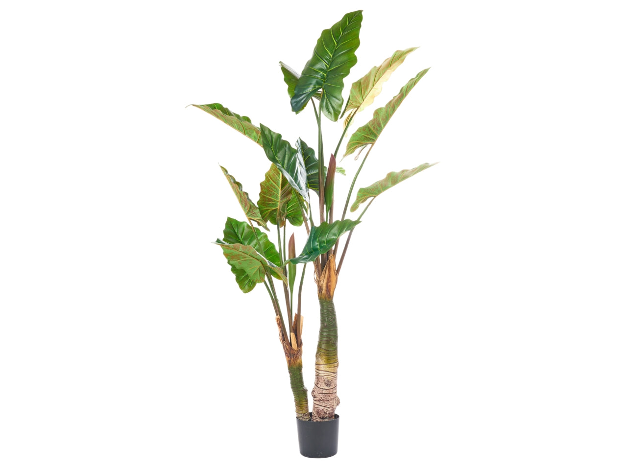 Pianta di alocasia misura 180cm