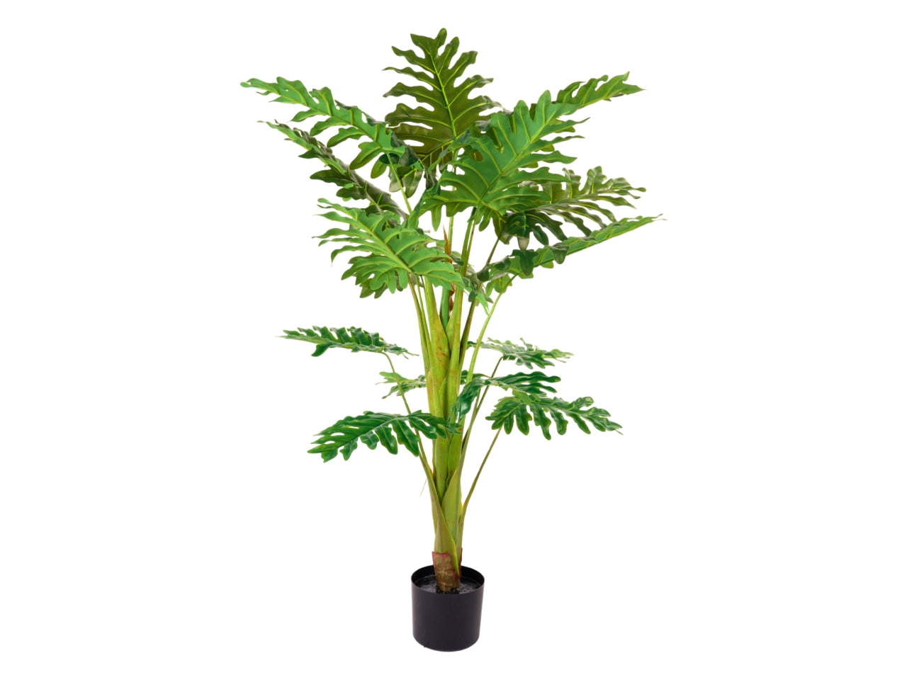 Pianta di monstera misura 125cm