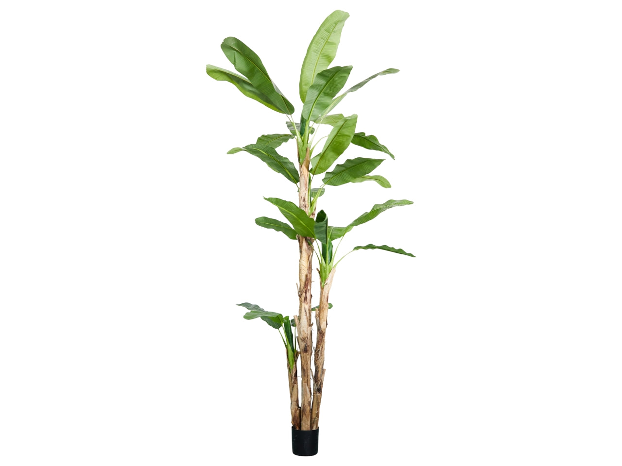 Pianta di banano misura h.320cm