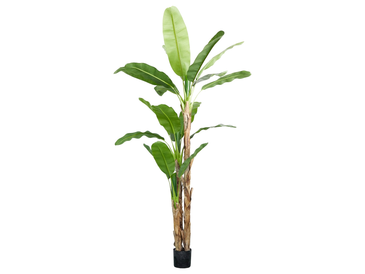 Pianta di banano misura h.270cm