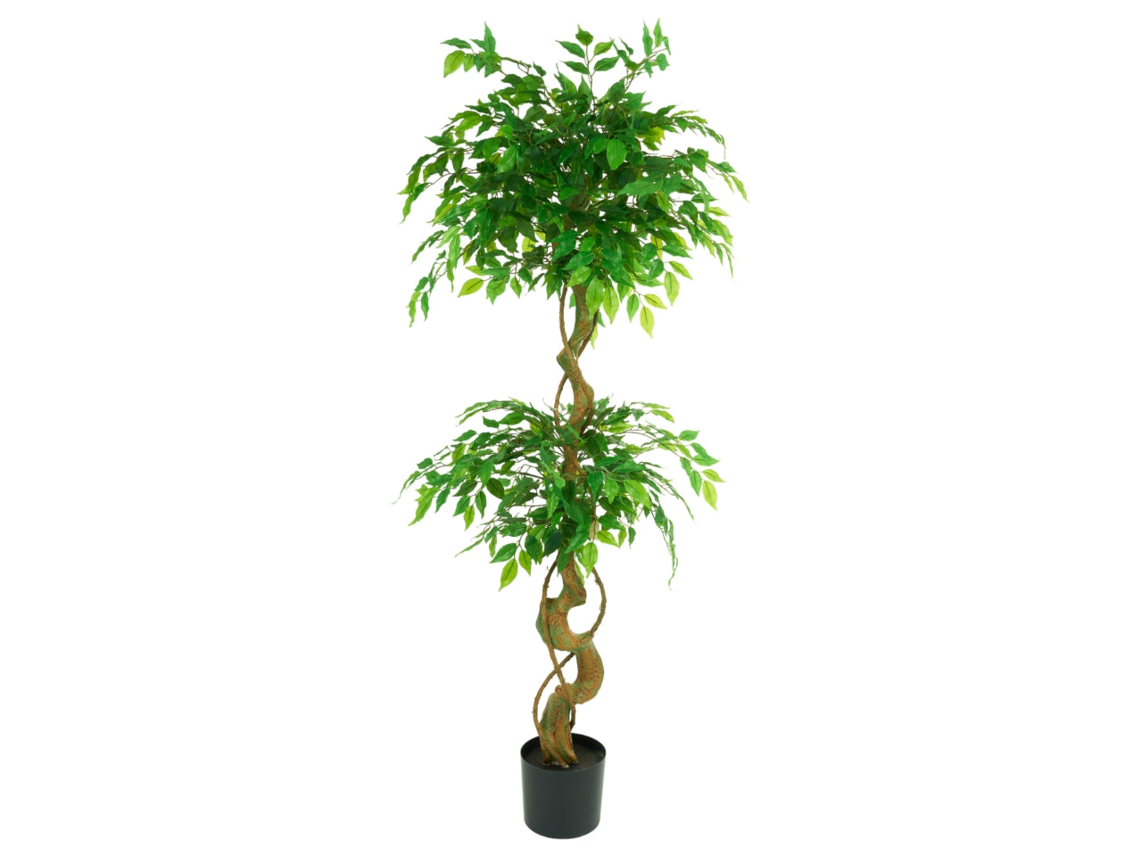 Pianta mini ficus green misura 150cm