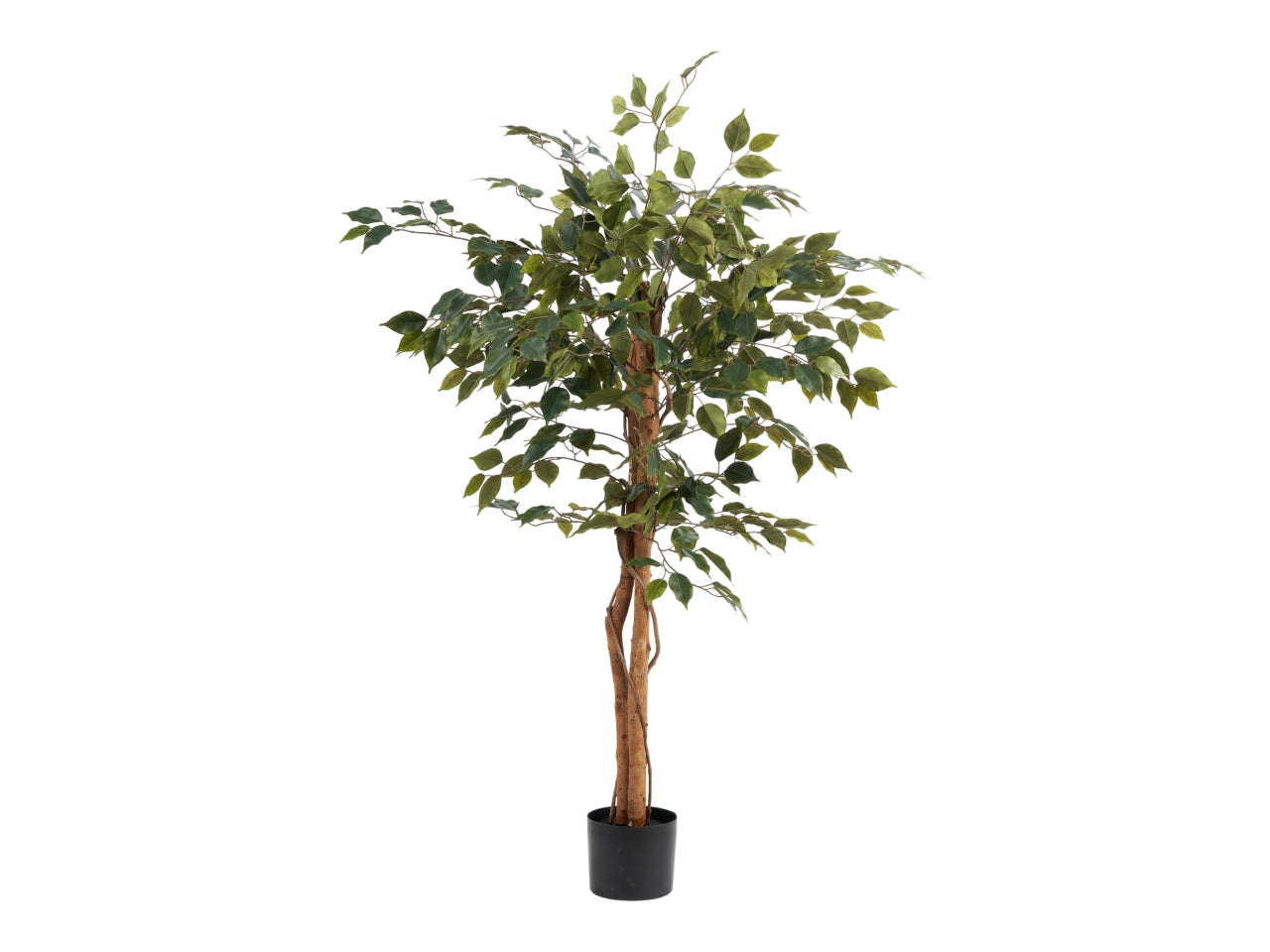 Pianta di ficus green misura 120cm