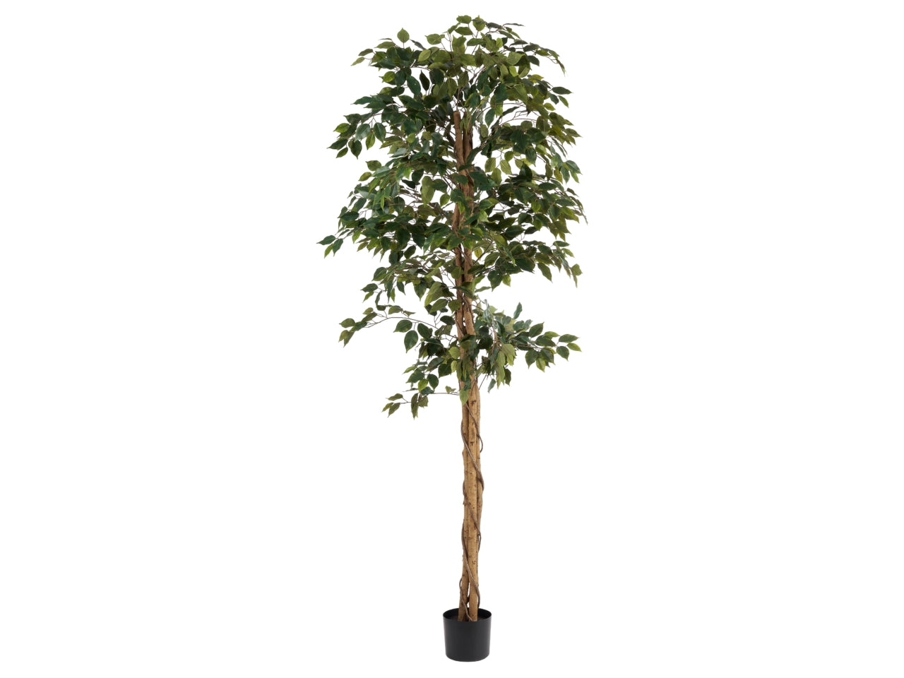 Pianta di ficus green misura 210cm