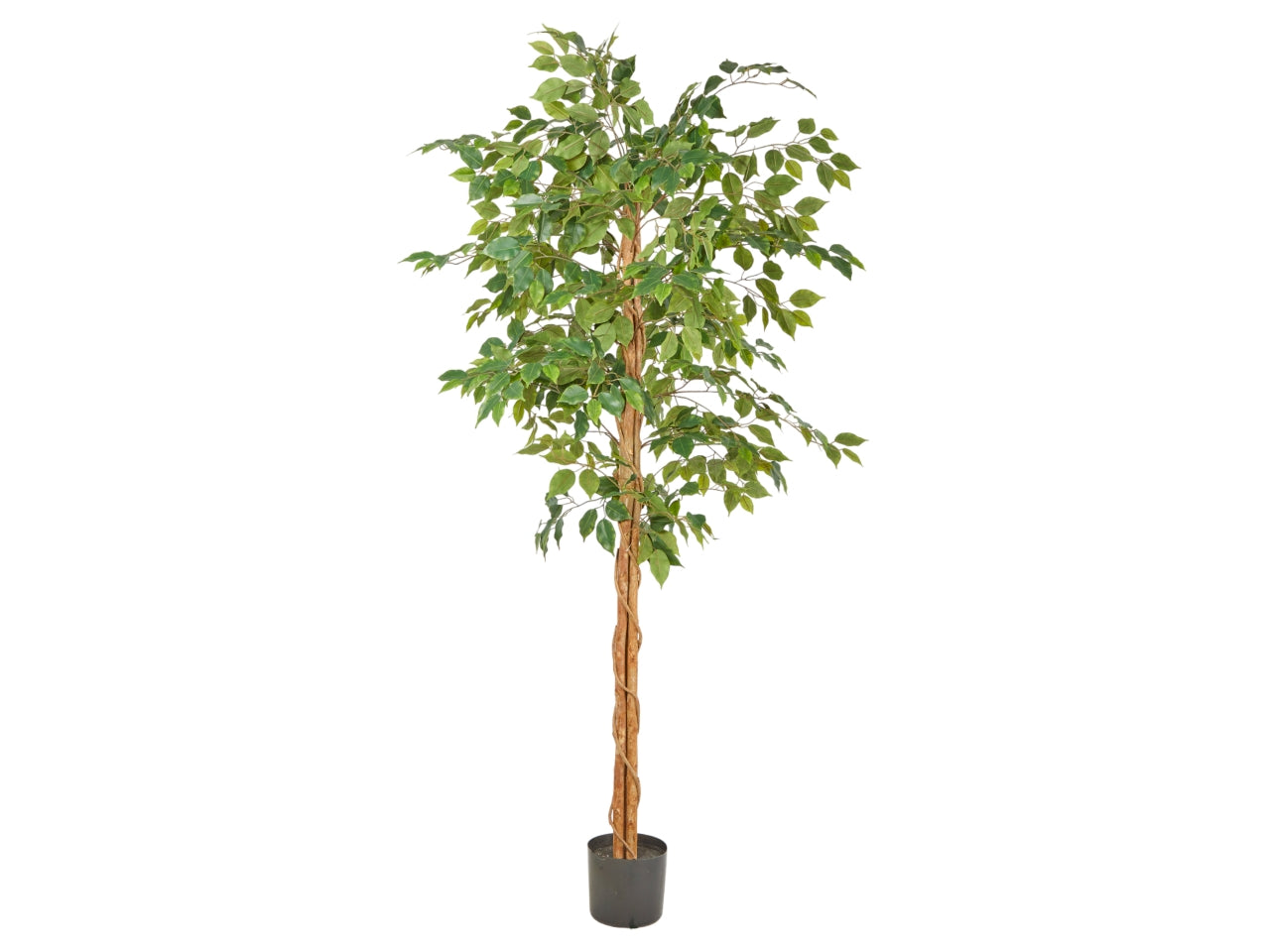 Pianta di ficus green misura 170cm
