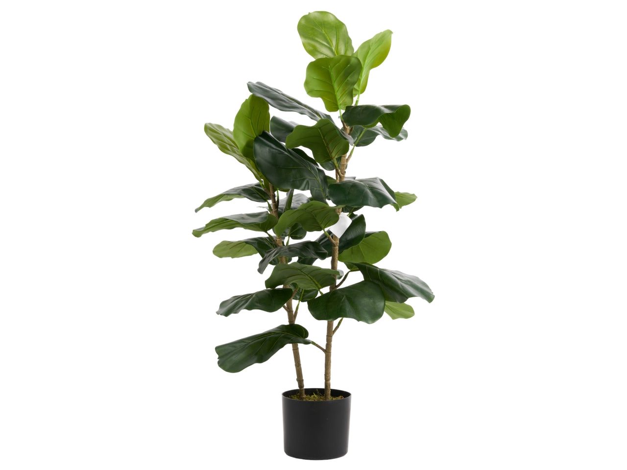 Pianta di ficus lyrata misura 90cm