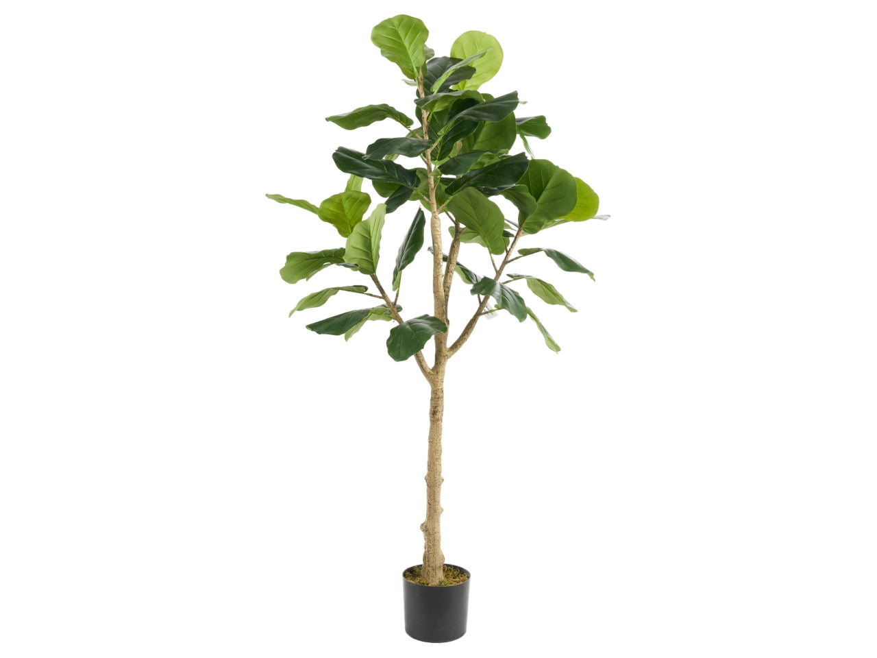 Pianta di ficus lyrata misura 150cm