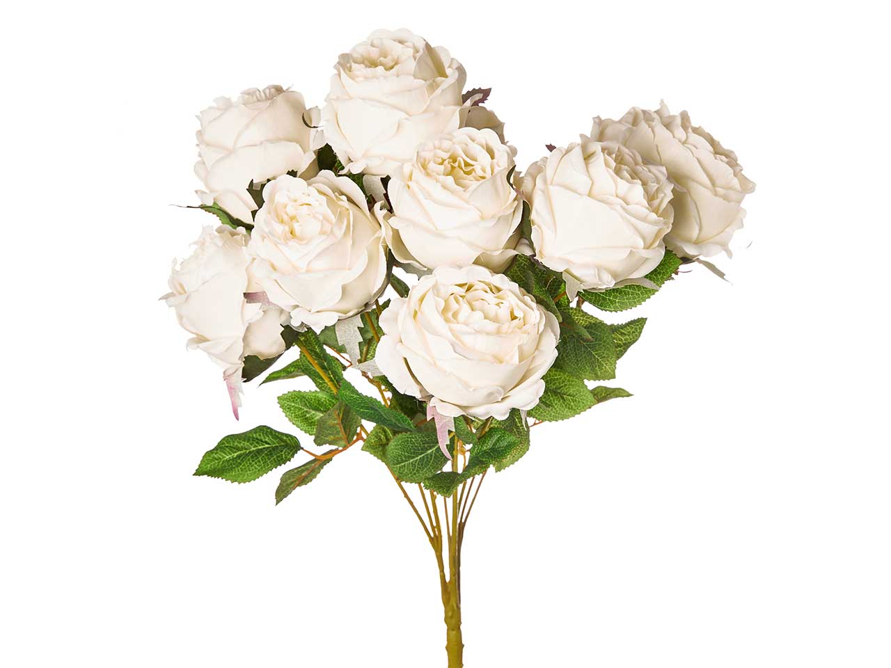 Mazzo di rosa cabbage x 10 colore crema