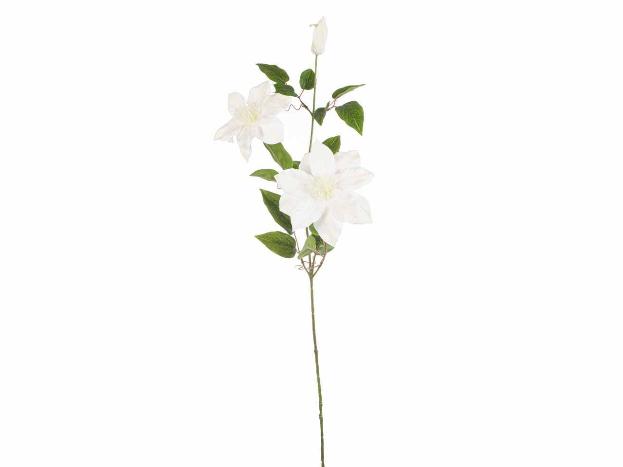 Clematide 85cm crema a26526