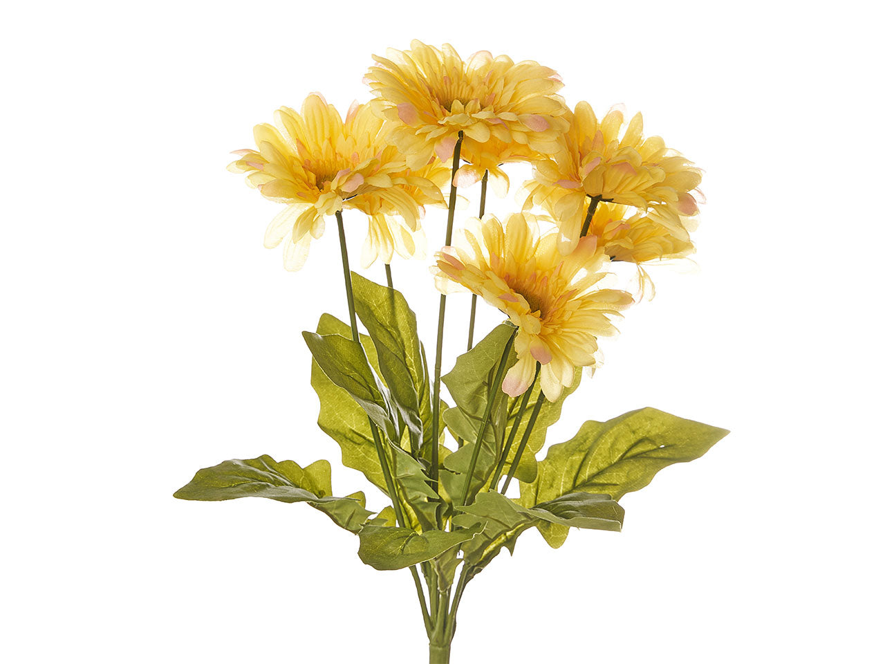 Mazzo di gerbere x 7 misura h.50cm assortito