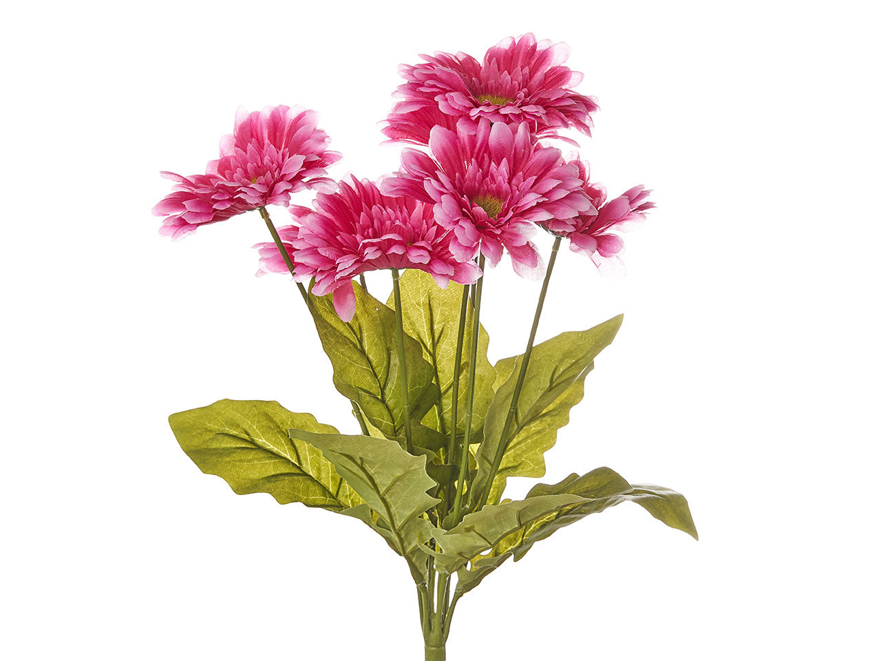 Mazzo di gerbere x 7 misura h.50cm assortito