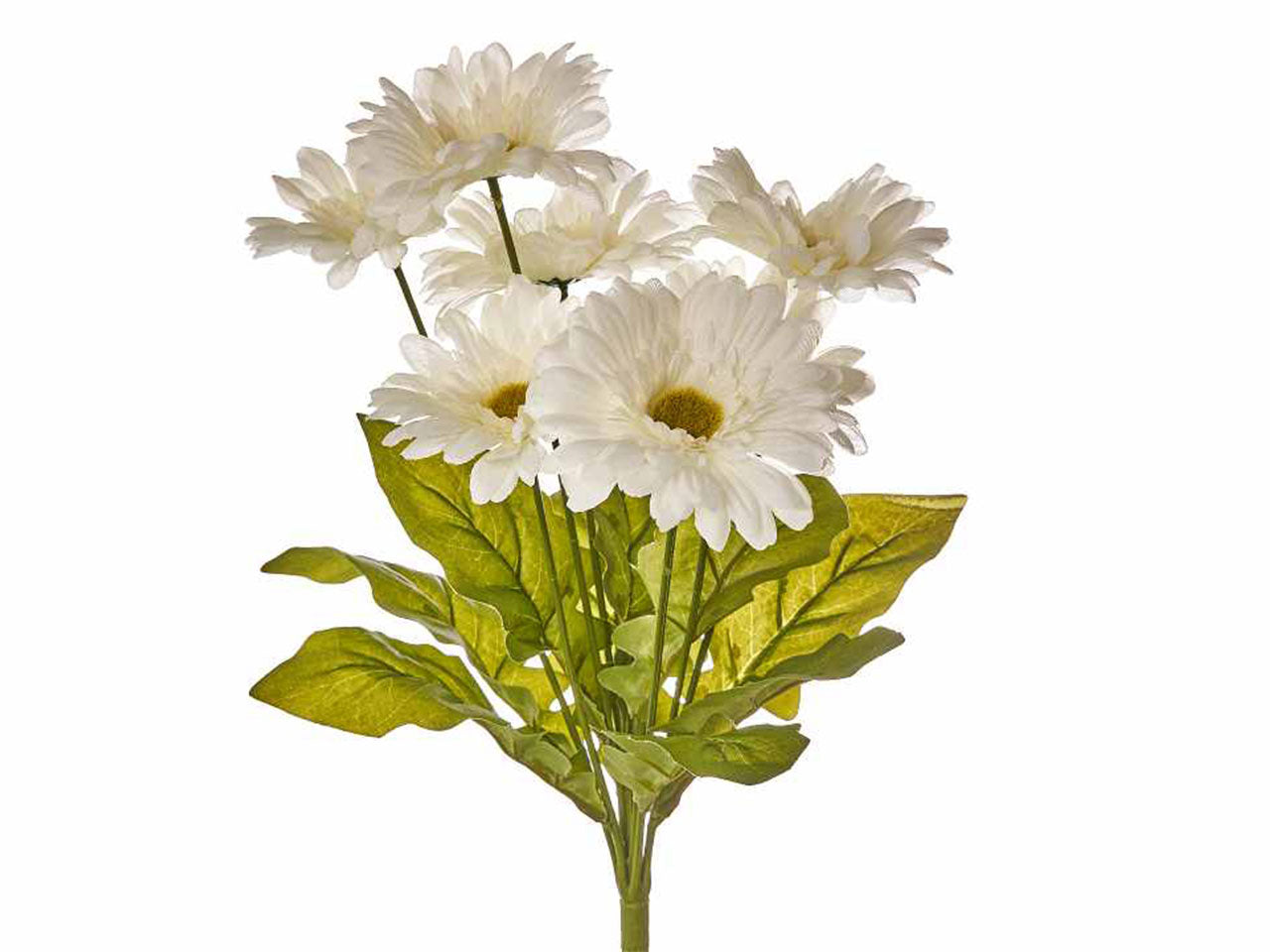 Mazzo di gerbere colore bianco x 7