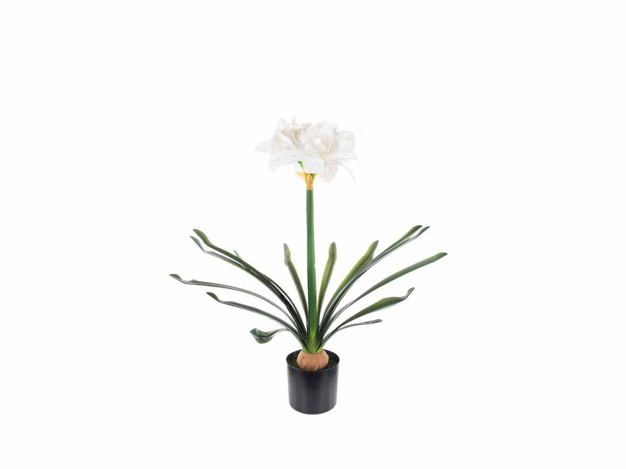 Pianta amaryllis 67cm bianco a26304
