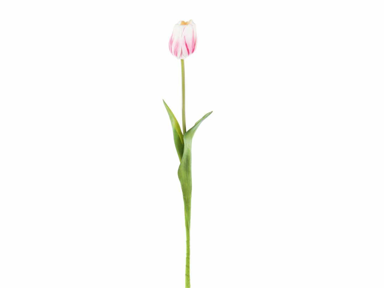 Tulipano tea a27229