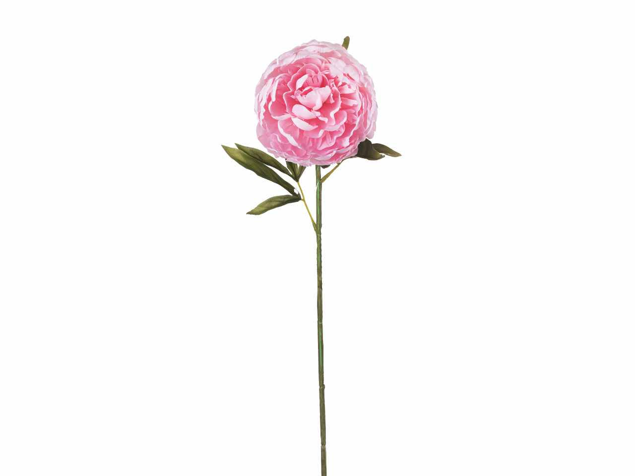 Peonia singola 64cm rosa a26499
