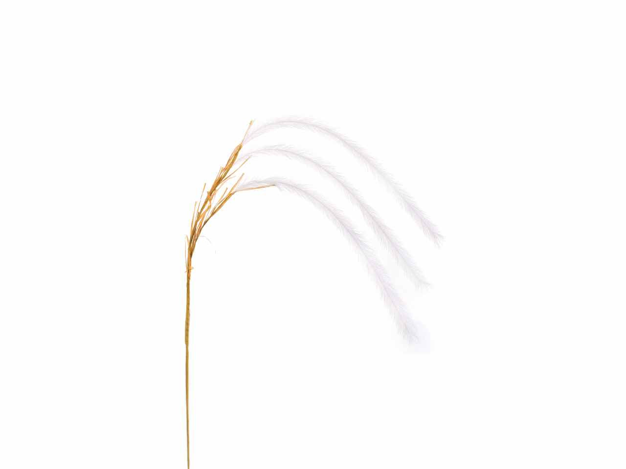 Penniseto x3 138cm bianco a27008