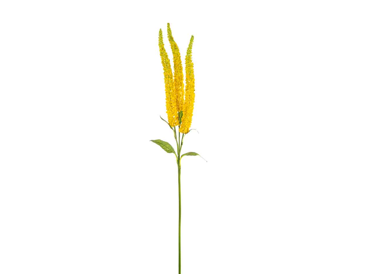 Amaranthus x3 108cm giallo a26301