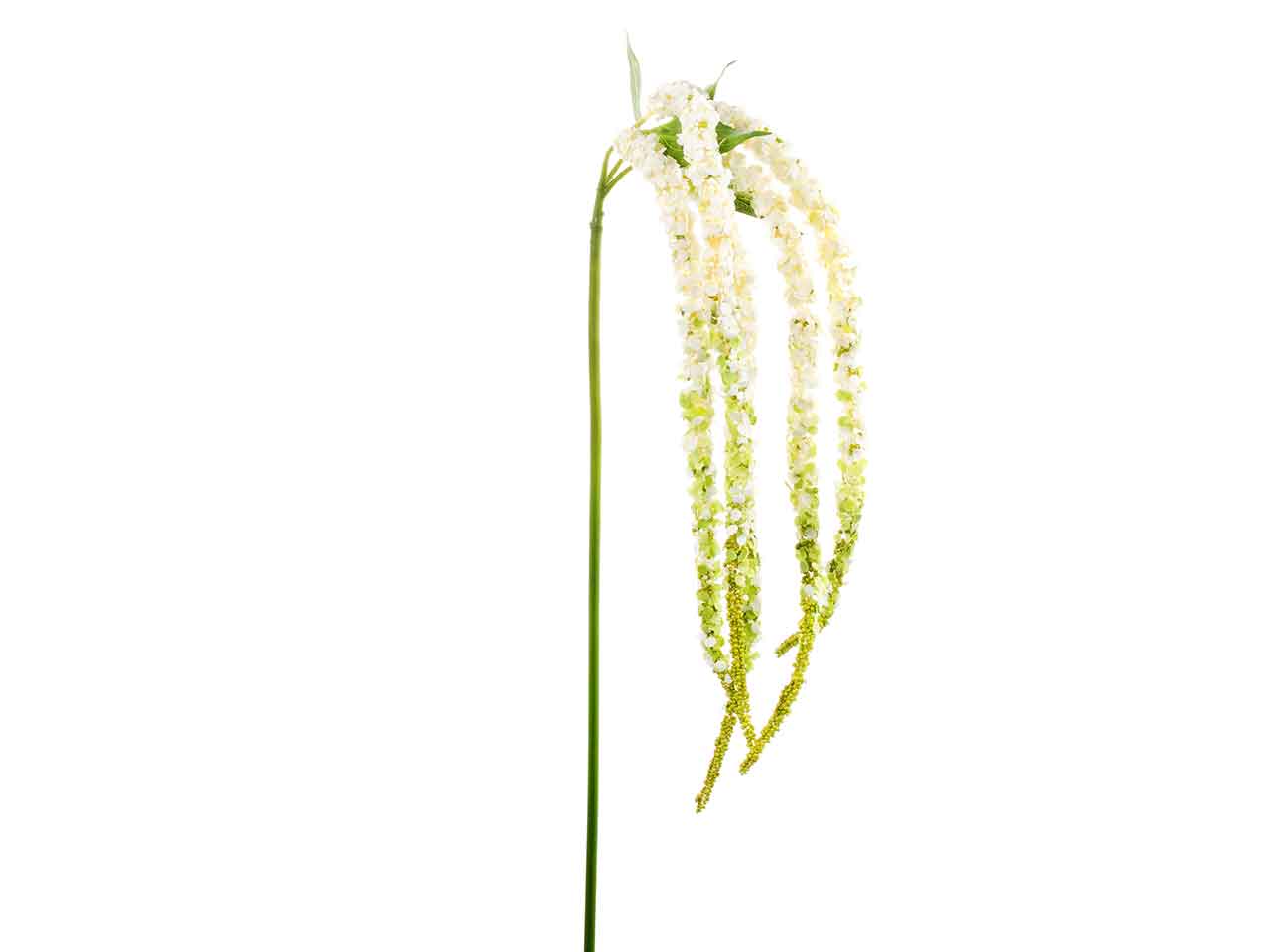 Amaranthus x5 96cm bianco a26302