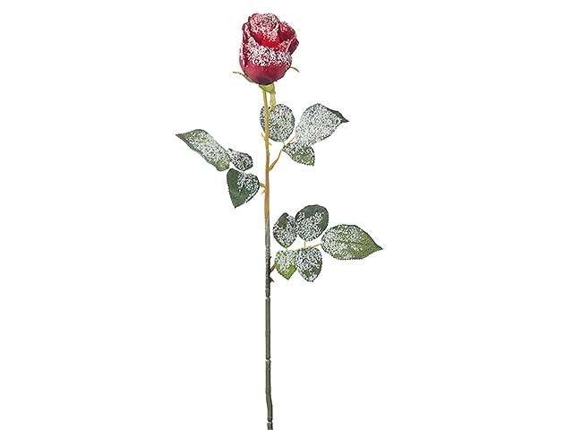 Rosa innevata 69cm 50761