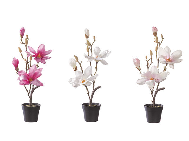 Pianta magnolia con vaso 10xh53cm 63691