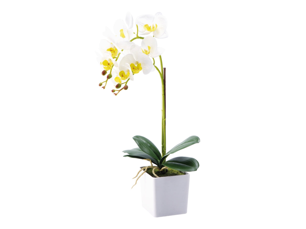 Orchidea con vaso d.10xh.52cm disponibile 4 colori