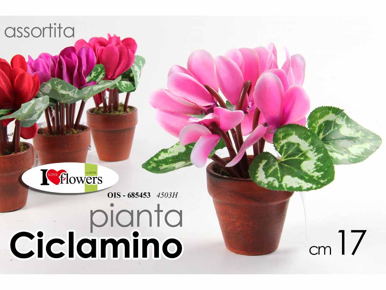Piantina ciclamino 17cm 685453