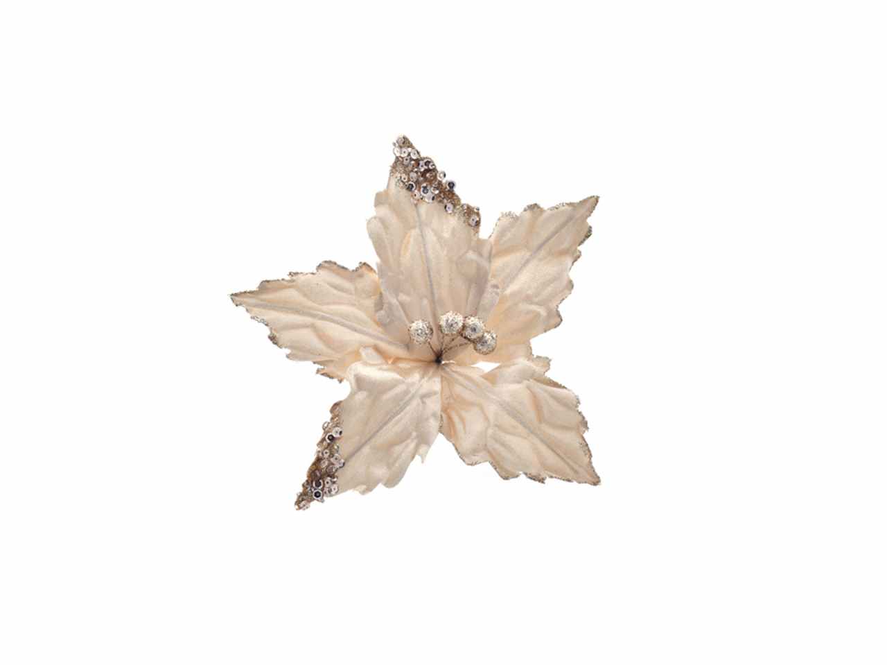 Fiore piccolo champagne