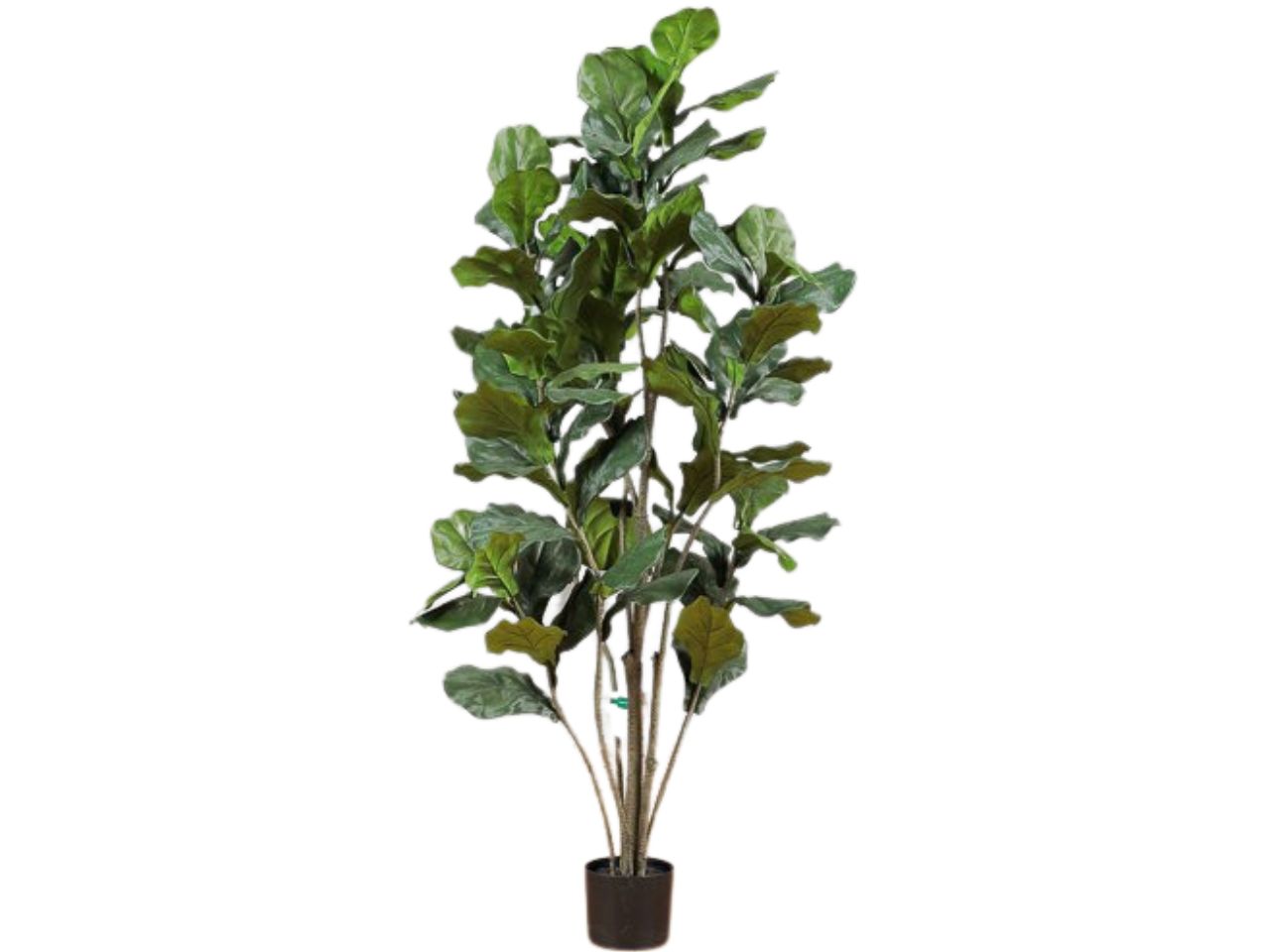 Pianta foglia fico misura 150cm con vaso