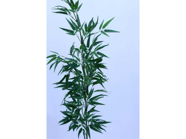 Bamboo 180cm verde 2pc496