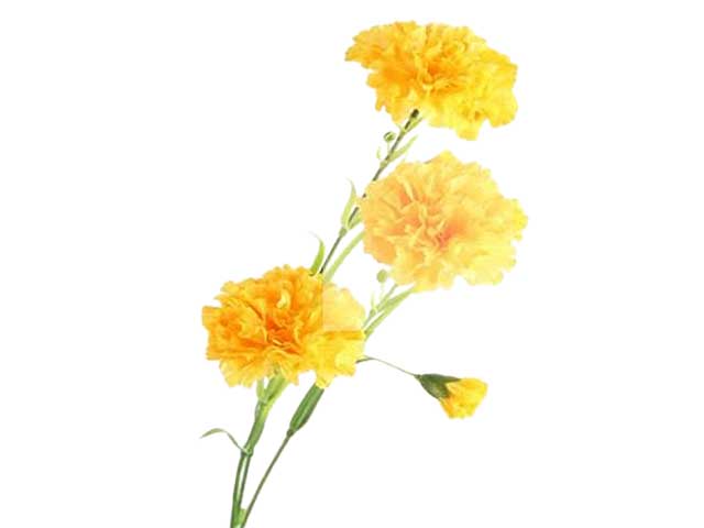 Garofalo 68cm giallo 2fv868