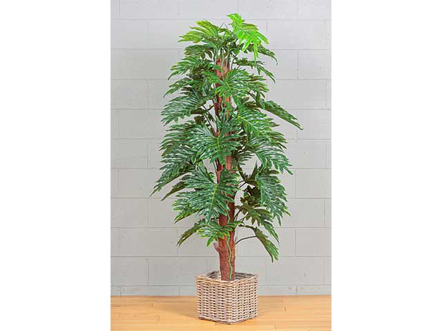 Pianta di monstera misura 180cm colore verde
