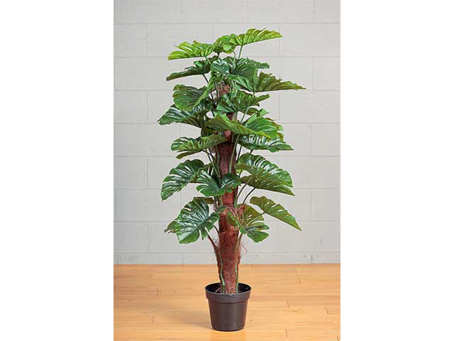 Pianta di philo in vaso misura 140cm colore verde