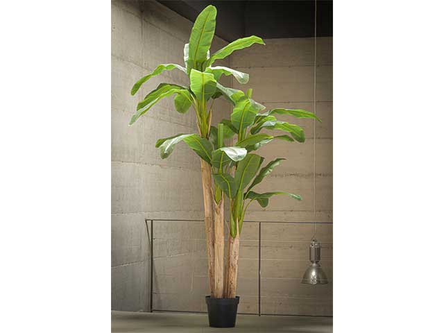 Pianta banana 280cm 2pv1655