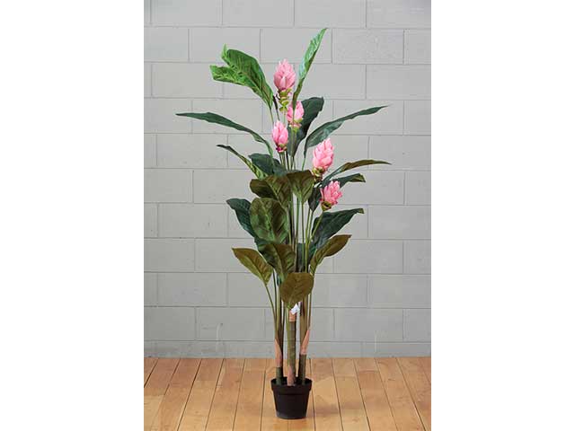Pianta protea con vaso 150cmrosa 2pv1617