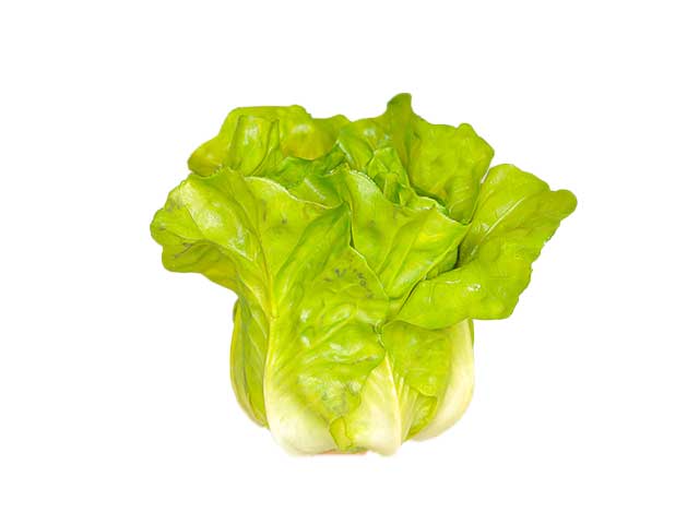 Insalata verde 14x12x14cm 1mme5