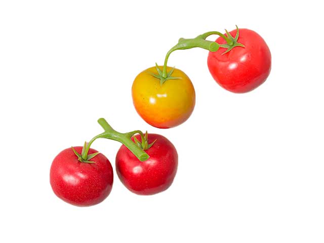 Pomodori x2 13cm 1mme11