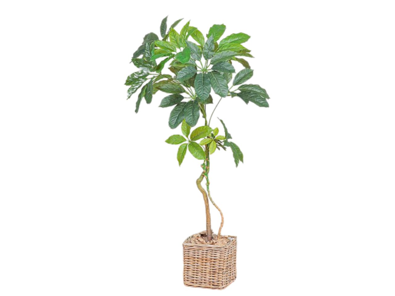 Pianta di aralia misura 160cm