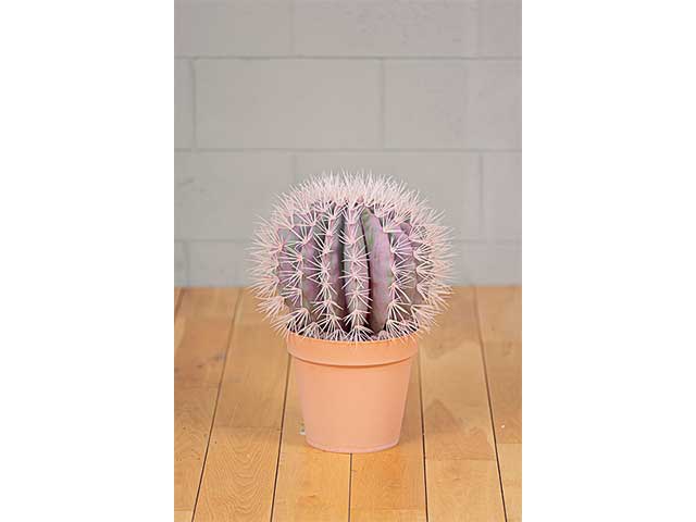 Pianta cactus con vaso 2pmf8