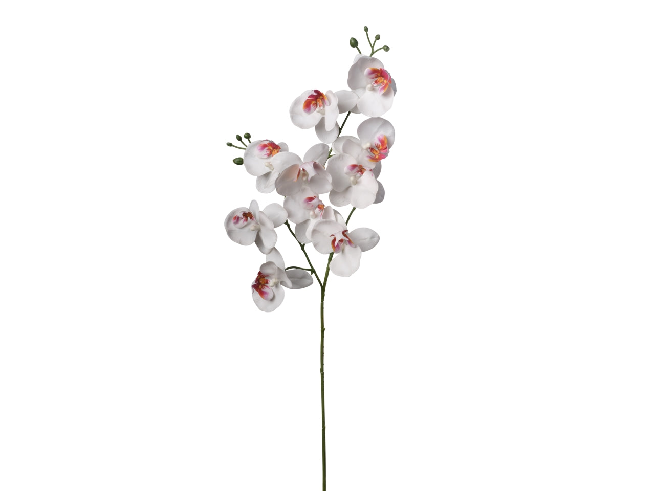 Ramo phaleonopsis 80cm bianco