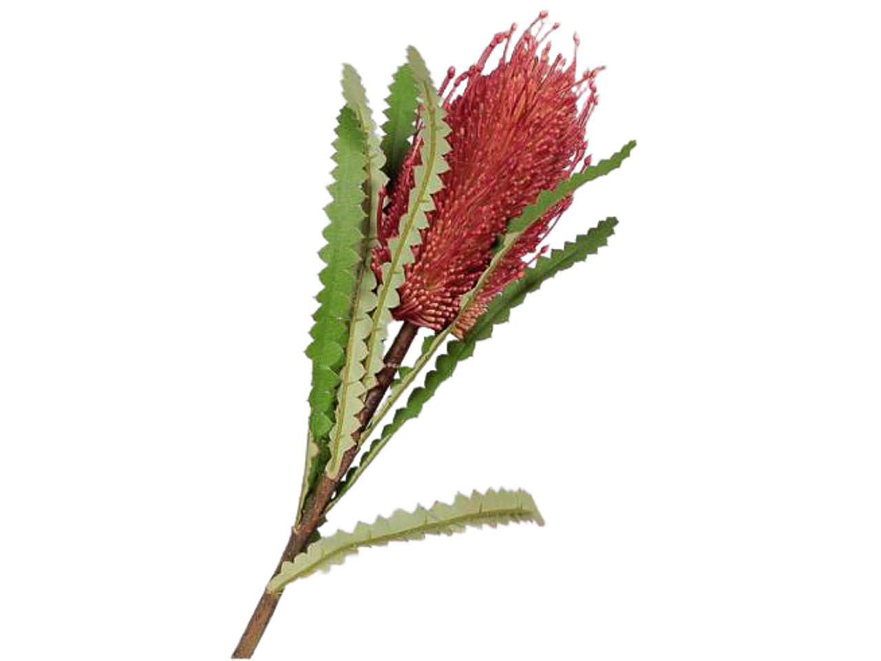 Ramo protea 71cm rosso red 2fv1757