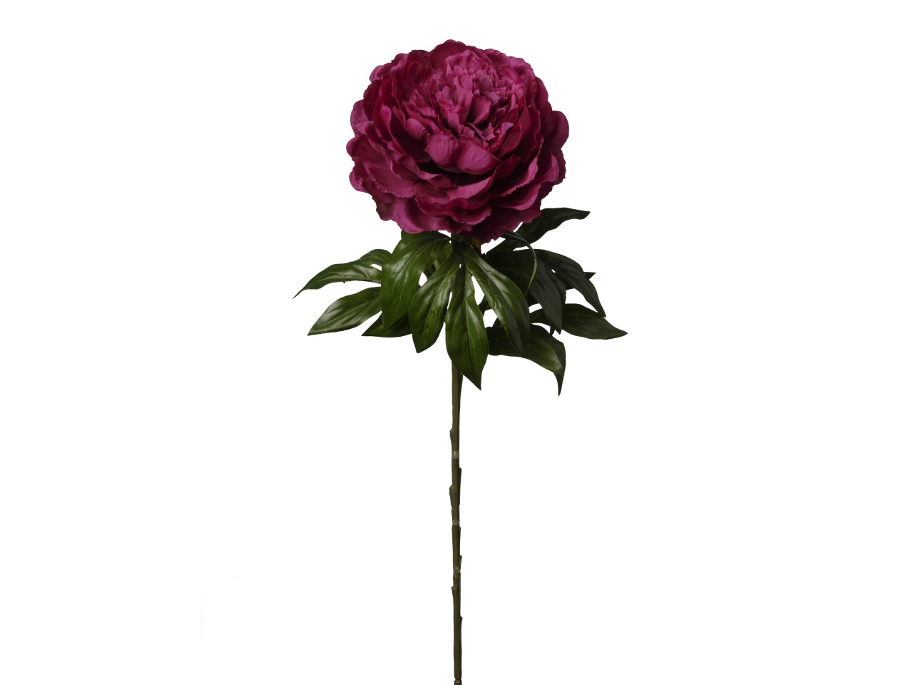 Peonia singola 60cm burgundy