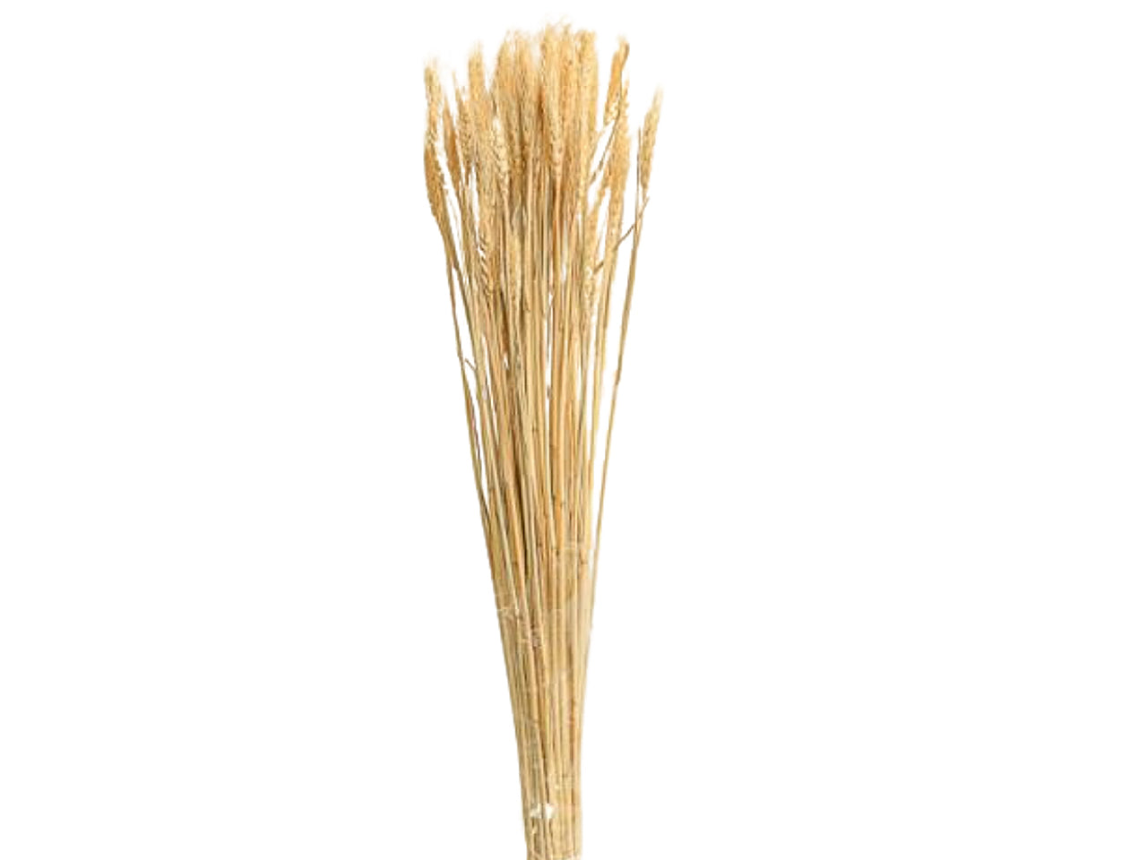 Ramo spiga 10x68cm 70g nature g22sv2053