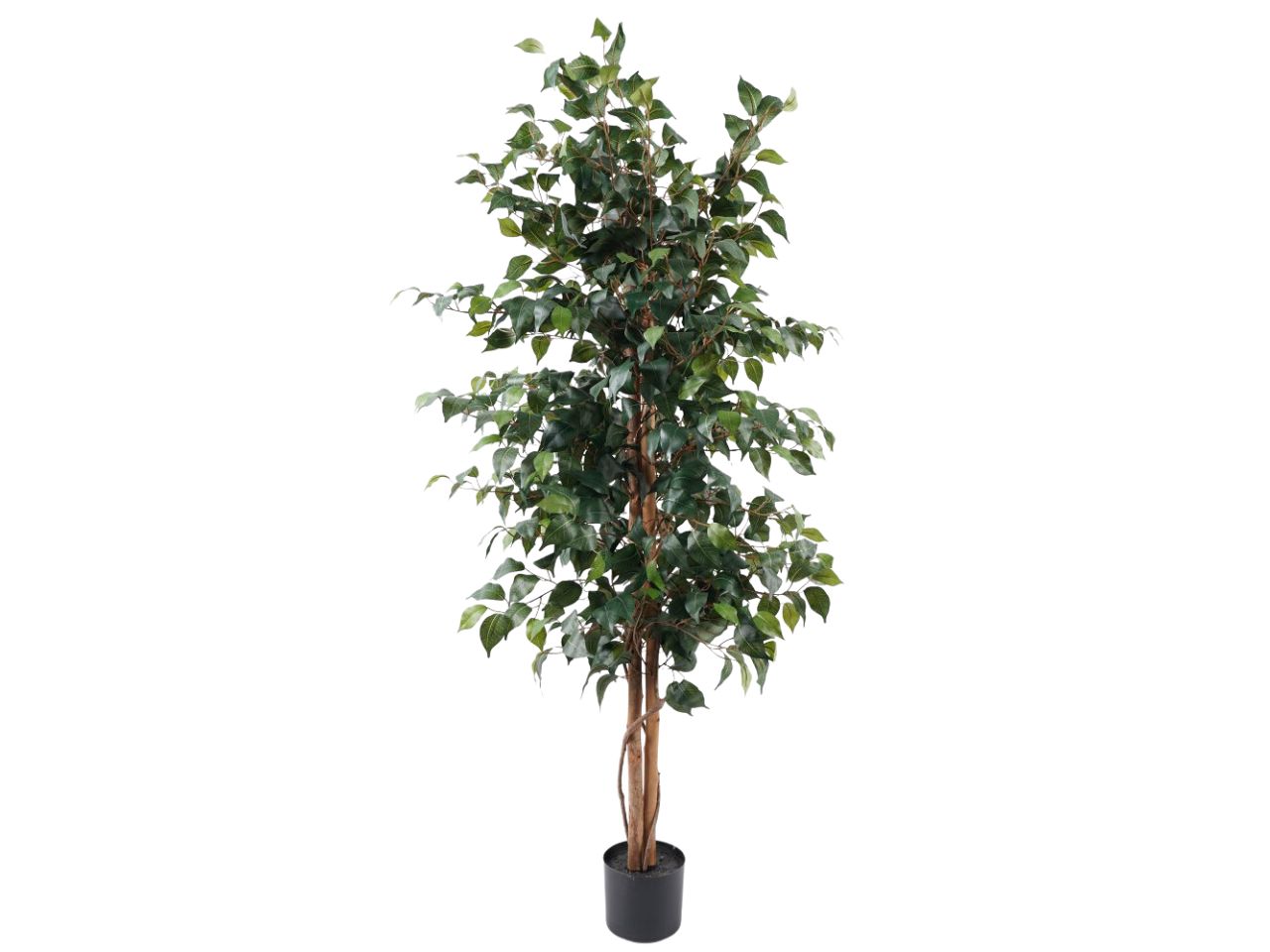 Pianta di ficus misura 150cm con 1008 foglie