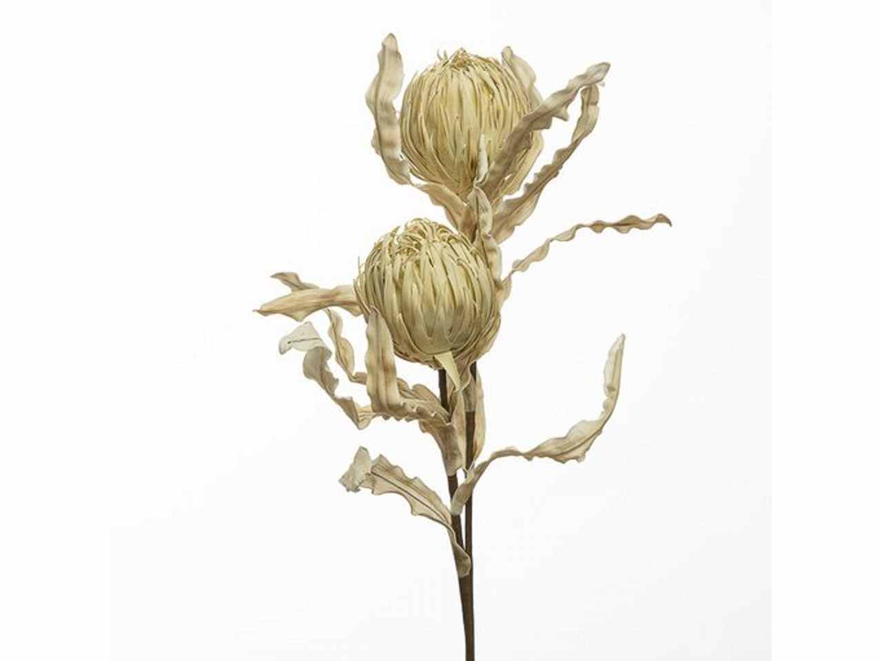 Ramo protea x2 103cm crema 2fhz1814