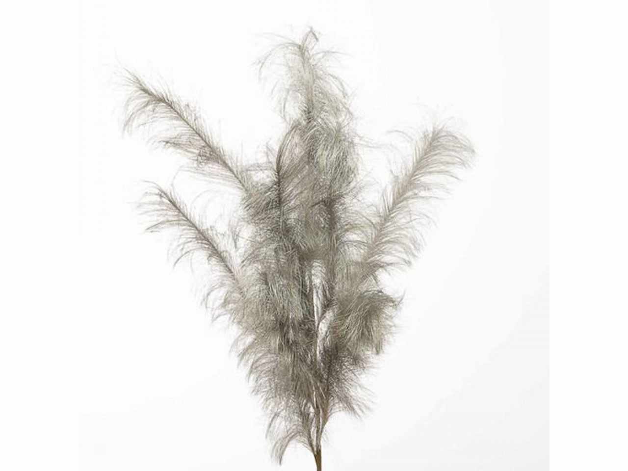 Pampas 140cm chamapagne 1nhz2082